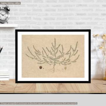 Flora Graeca Αμάρανθος, κάδρο, μαύρη κορνίζα