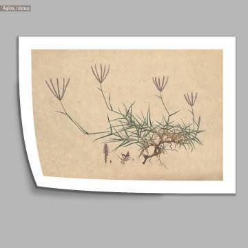 Flora Graeca Κεχρί, κάδρο 2