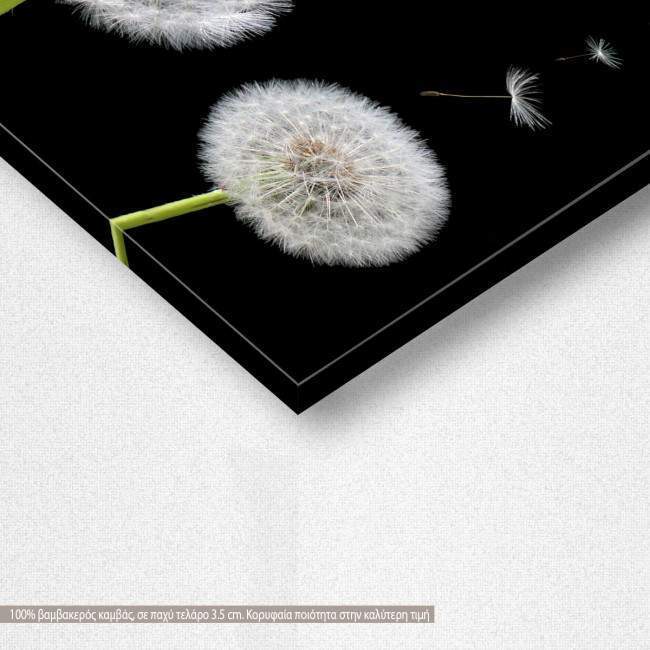 Πίνακας σε καμβά Πικραλίδα, Dandelion flower, λεπτομέρεια