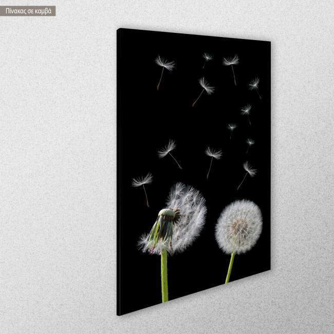 Canvas print Πικραλίδα, Dandelion flower