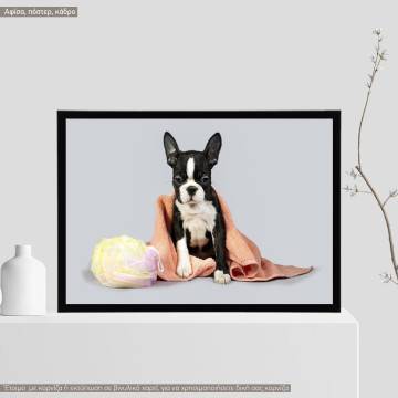 A dog model XIII,  κάδρο, μαύρη κορνίζα