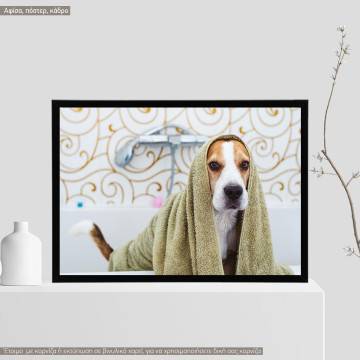 A dog model XII, Poster