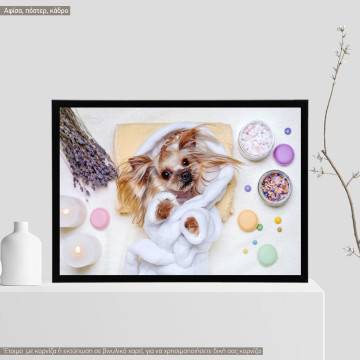 A dog model XI, Poster