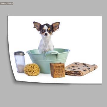 A dog model VIII, Poster 2