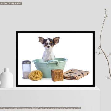 A dog model VIII,  κάδρο, μαύρη κορνίζα