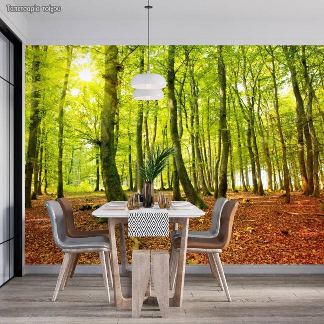 Wallpaper Beautiful morning in autumn forest