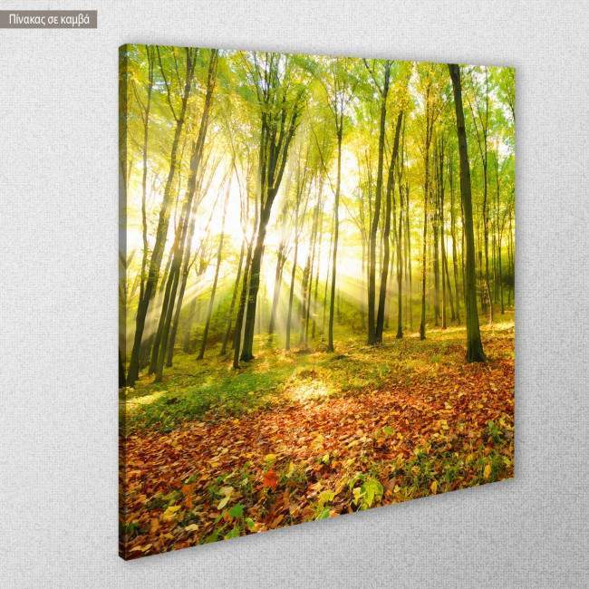 Canvas print Beautiful morning in autumn forest