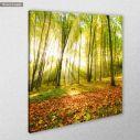 Canvas print Beautiful morning in autumn forest