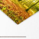Canvas print Beautiful morning in autumn forest