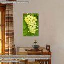 Canvas print Grapes