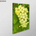 Canvas print Grapes
