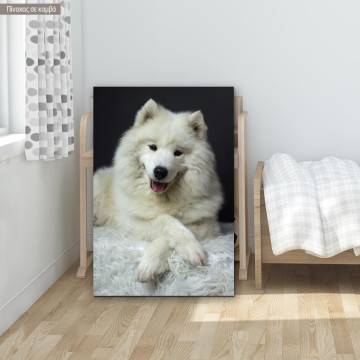 Canvas print Samoyed dog
