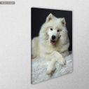Canvas print Samoyed dog