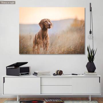 Canvas print Hungarian hound pointer