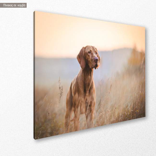 Canvas print Hungarian hound pointer