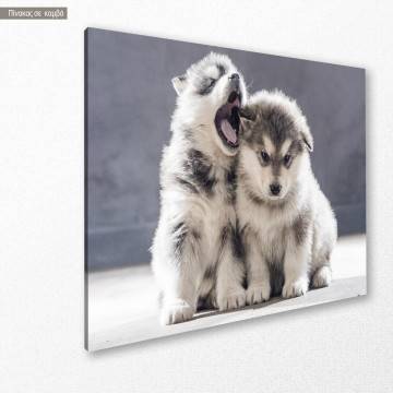 Canvas print Alaskan Malamute puppies 2
