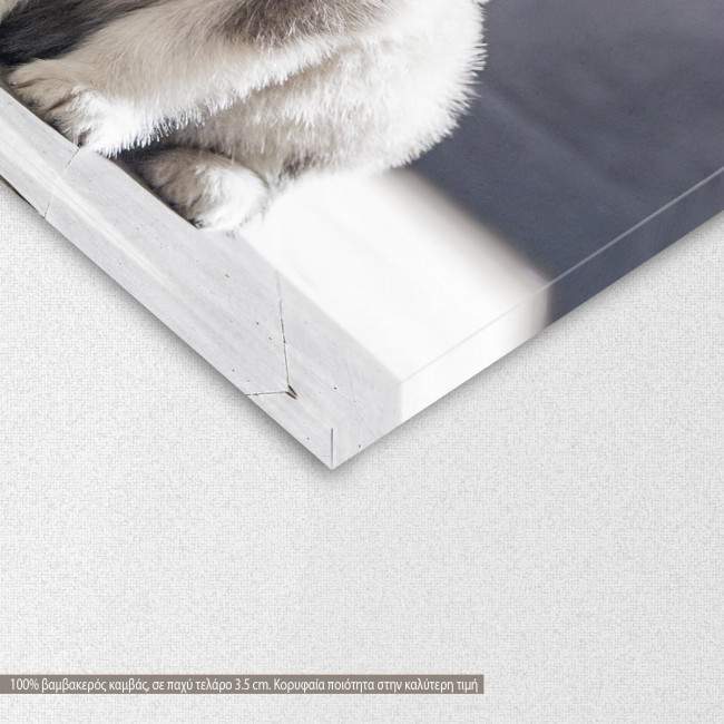 Canvas print Alaskan Malamute puppies