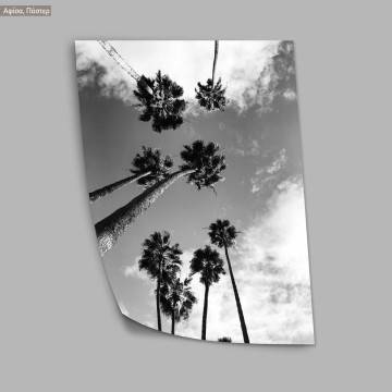 Palm trees grayscale, poster 2