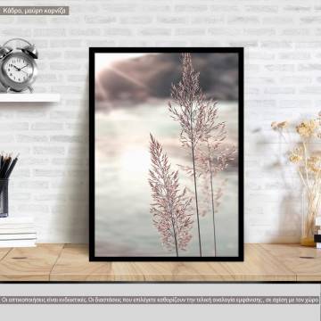 Dried reeds I, poster