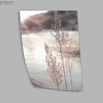 Dried reeds I, poster 2