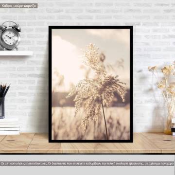 Dried reeds I, poster