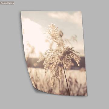 Dried reeds I, poster 2