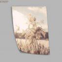 Dried reeds I, poster