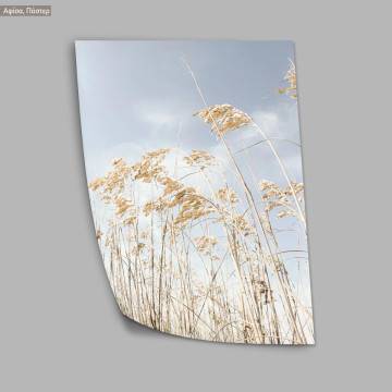 Dried reeds IX, κάδρο, μαύρη κορνίζα 2