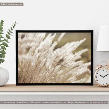 Reeds IV, κάδρο, μαύρη κορνίζα