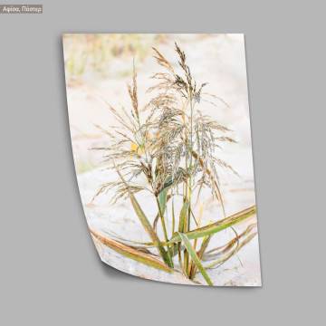 Reeds XIII, poster 2