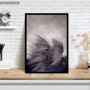 Reeds XV, κάδρο, μαύρη κορνίζα