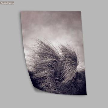 Reeds XV, κάδρο, μαύρη κορνίζα 2