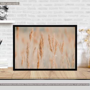 Reeds in the morning light, poster