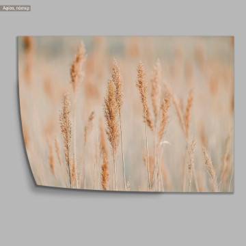 Reeds in the morning light, κάδρο, μαύρη κορνίζα 2