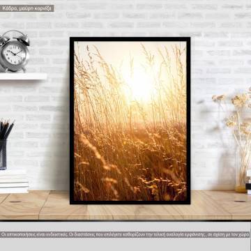 Reeds in sunset, poster