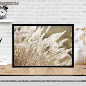 Mimosa plant, poster