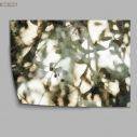 Shadow of branches and leaves, poster