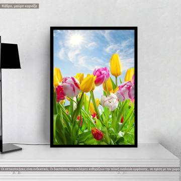 Tulips under blue sky, poster