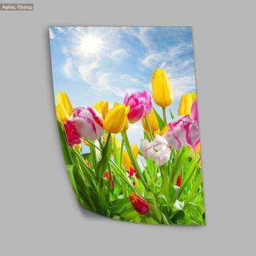 Tulips under blue sky, poster 2