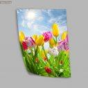 Tulips under blue sky, κάθετο, αφίσα, πόστερ