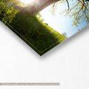 Canvas print Oak tree, panoramic