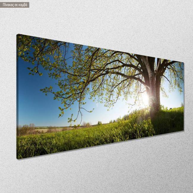 Canvas print Oak tree, panoramic