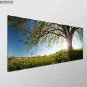 Canvas print Oak tree, panoramic