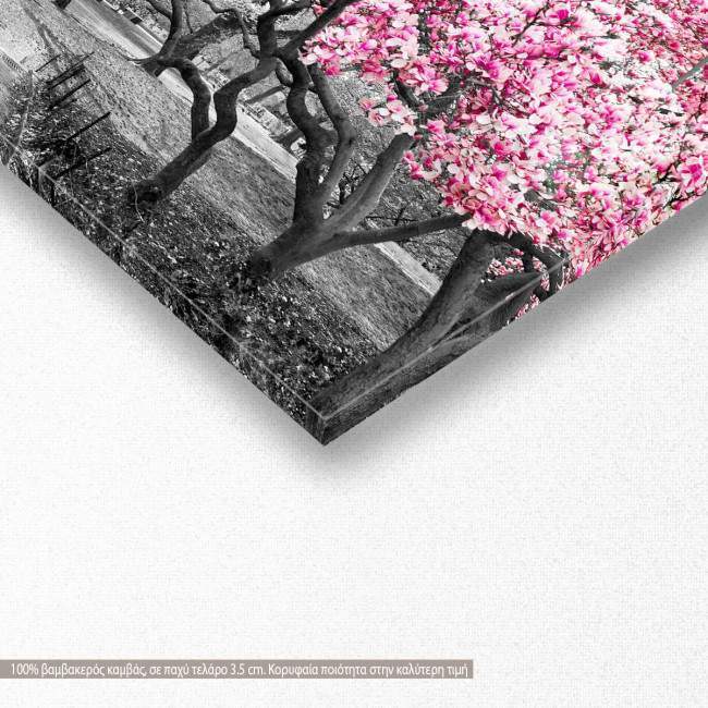 Canvas print Pink blossom central park, panoramic