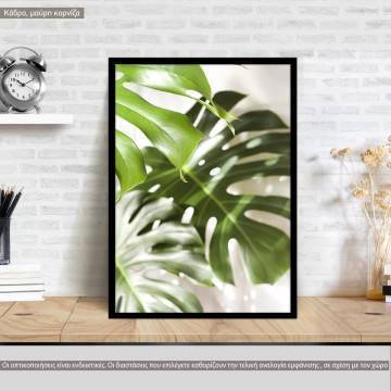 More palm leaves, poster