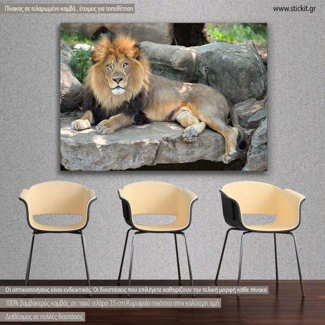 Πίνακας σε καμβά προσφορά 100x70 cm λιοντάρι, Lion