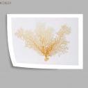 Gold coral, poster
