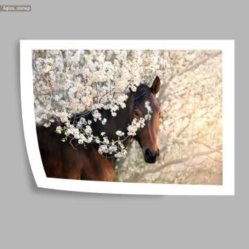 Portrait of a horse, κάδρο, μαύρη κορνίζα 2