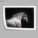 White horse, Poster