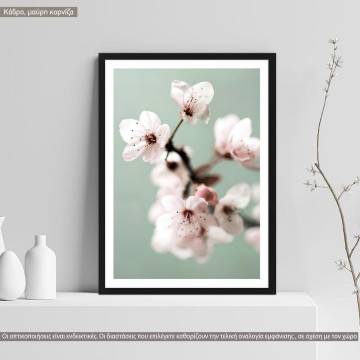 Cherry blossom on green poster